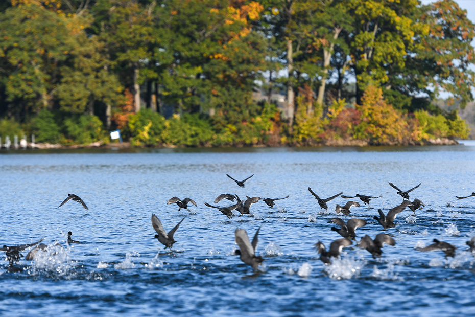 pewaukee lake in summer with birds on water